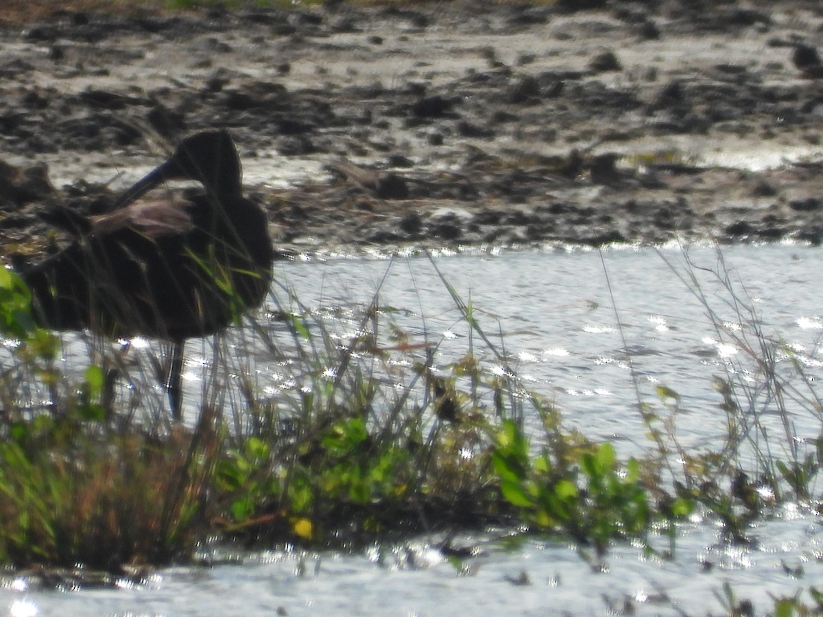 Morito Cariblanco - ML646777801