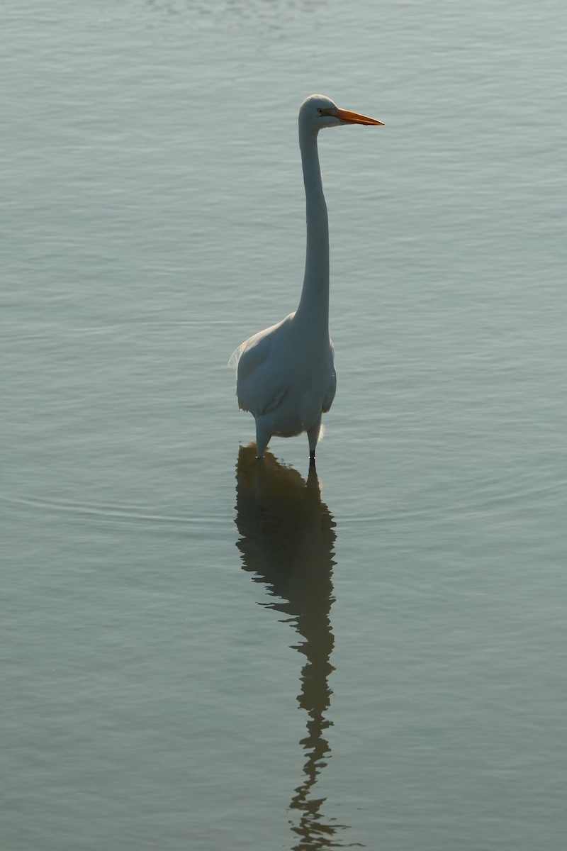 Great Egret - ML646777803