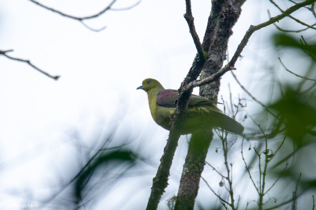 Wedge-tailed Green-Pigeon - ML646777804