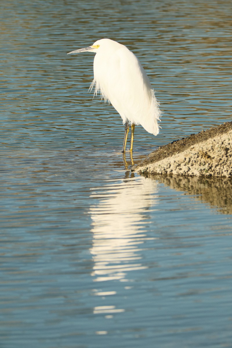 Snowy Egret - ML646777807