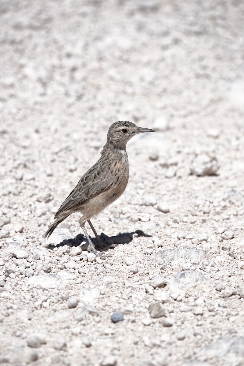 Spike-heeled Lark - ML646777808