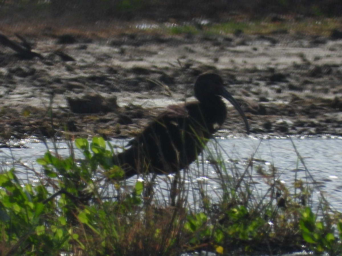 Morito Cariblanco - ML646777813