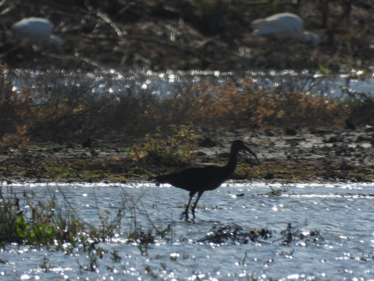 Morito Cariblanco - ML646777814