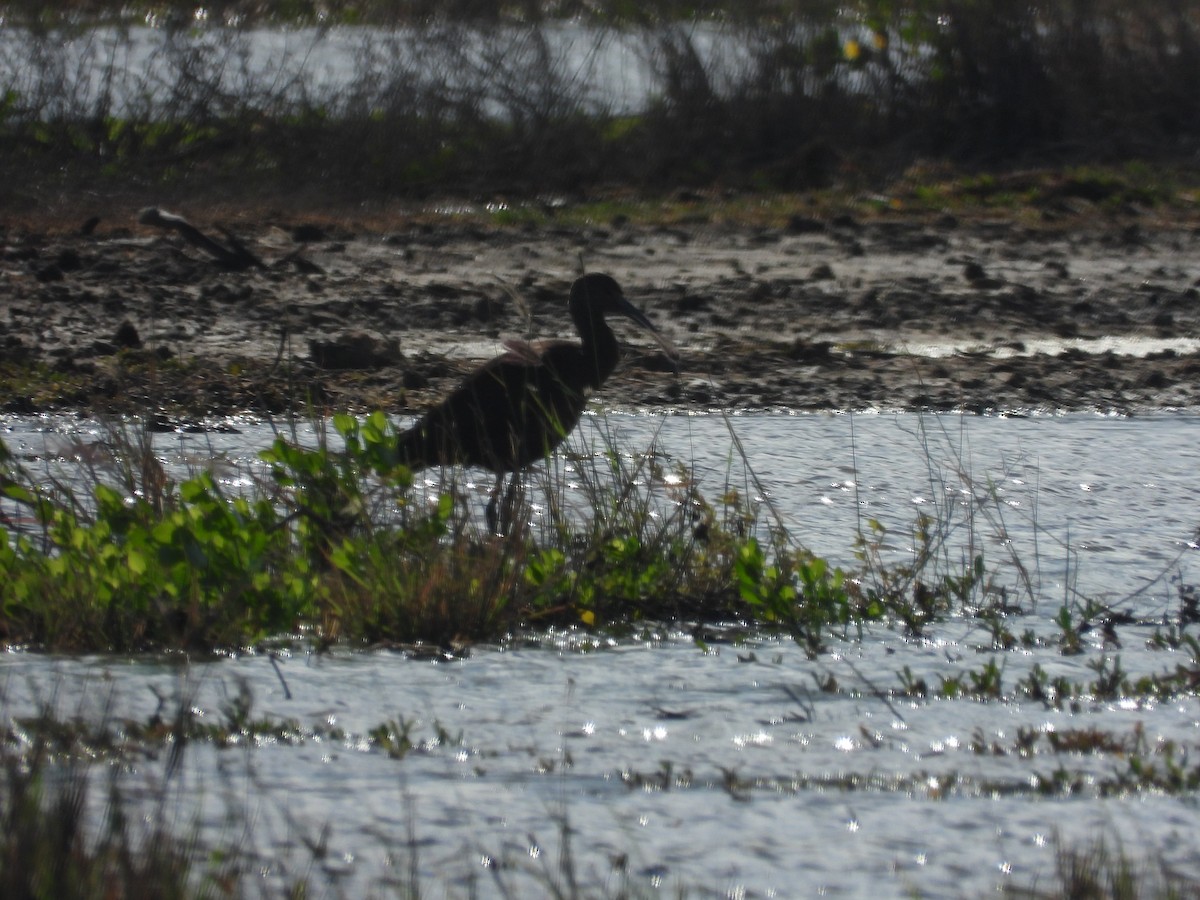 Morito Cariblanco - ML646777815