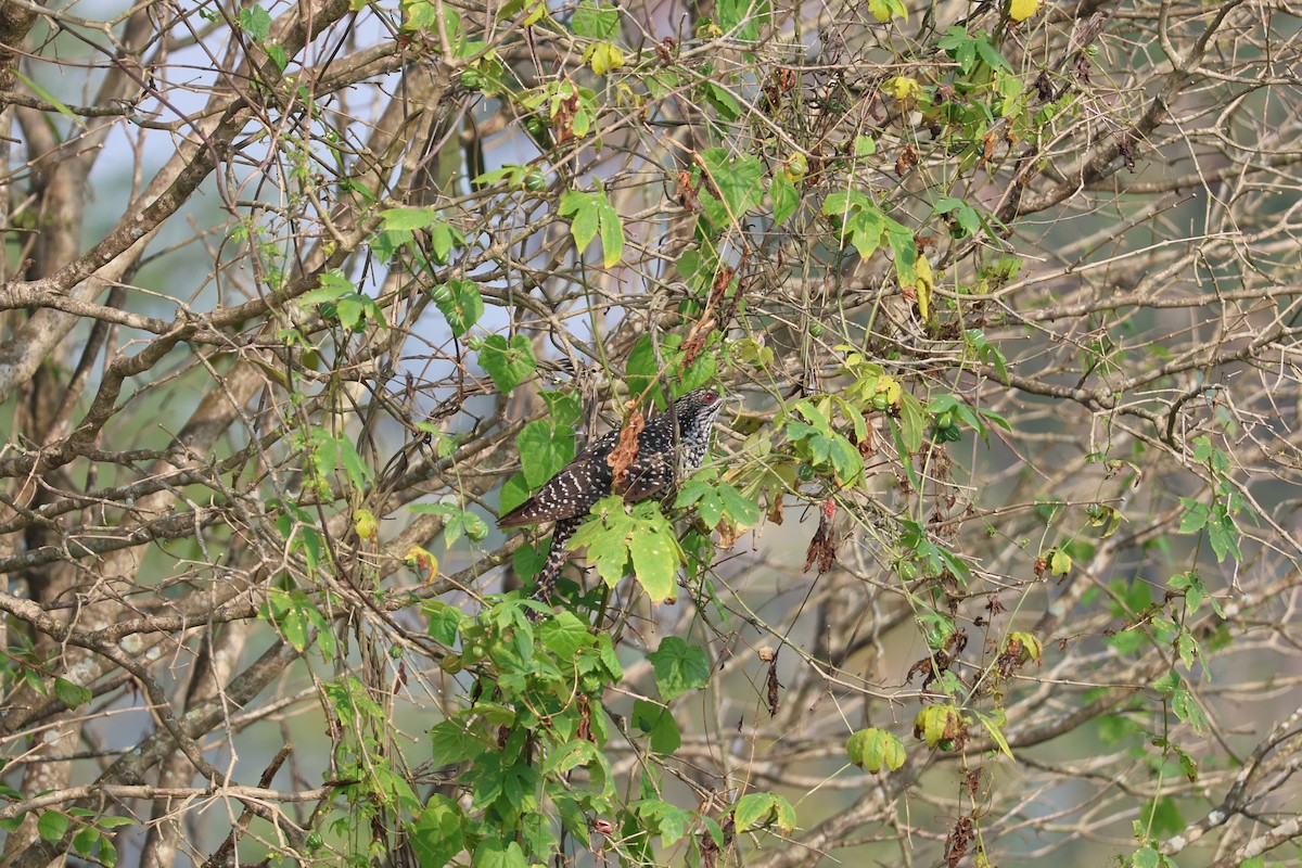 Asian Koel - ML646777816