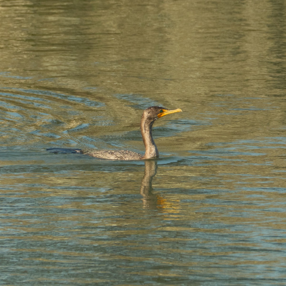 Double-crested Cormorant - ML646777817