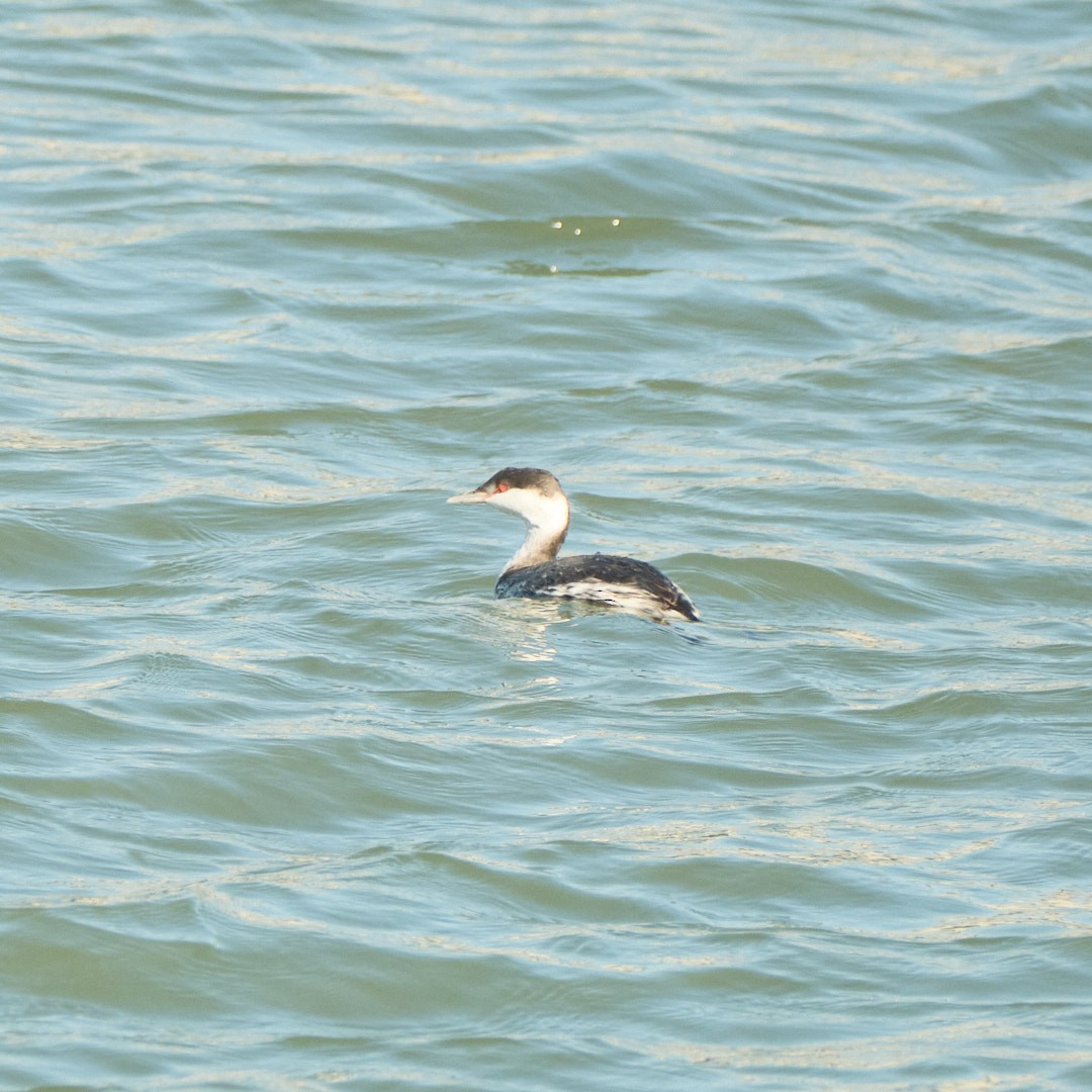 Horned Grebe - ML646777819