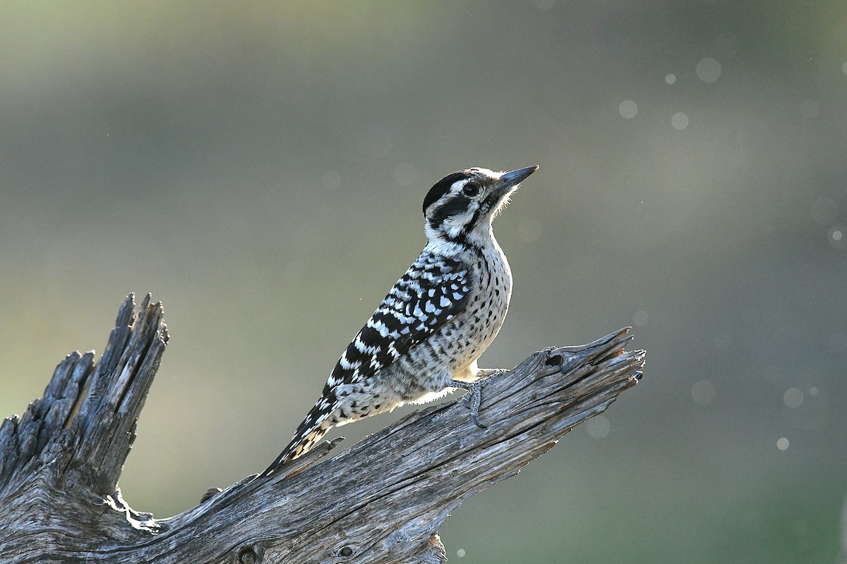 Ladder-backed Woodpecker - ML646777843
