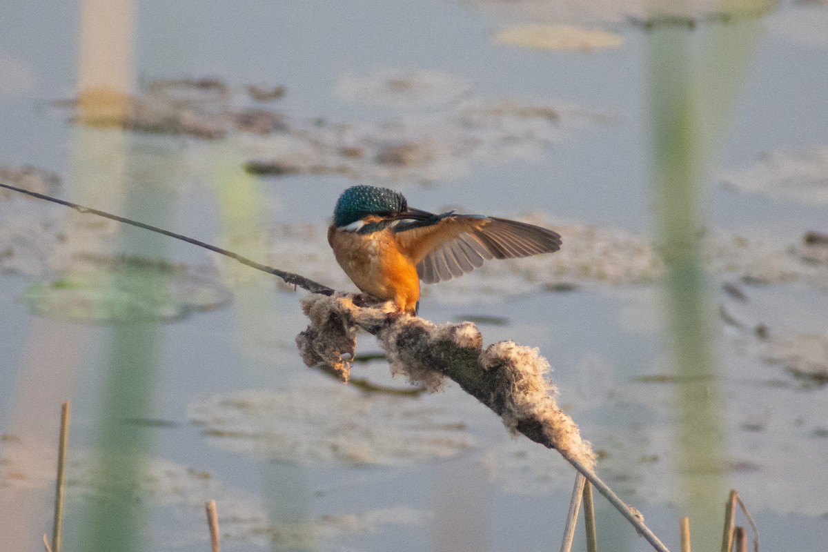 isfugl - ML646777844