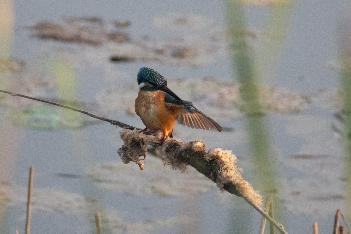 isfugl - ML646777845