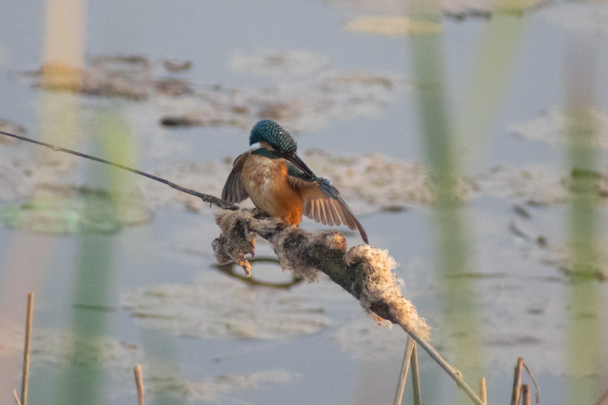 isfugl - ML646777846