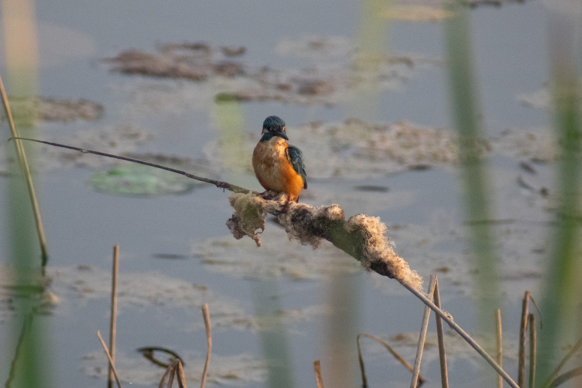 isfugl - ML646777847