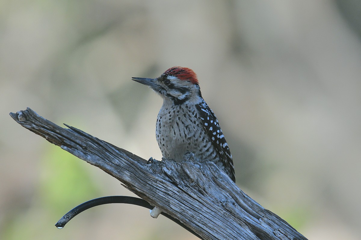 Ladder-backed Woodpecker - ML646777848