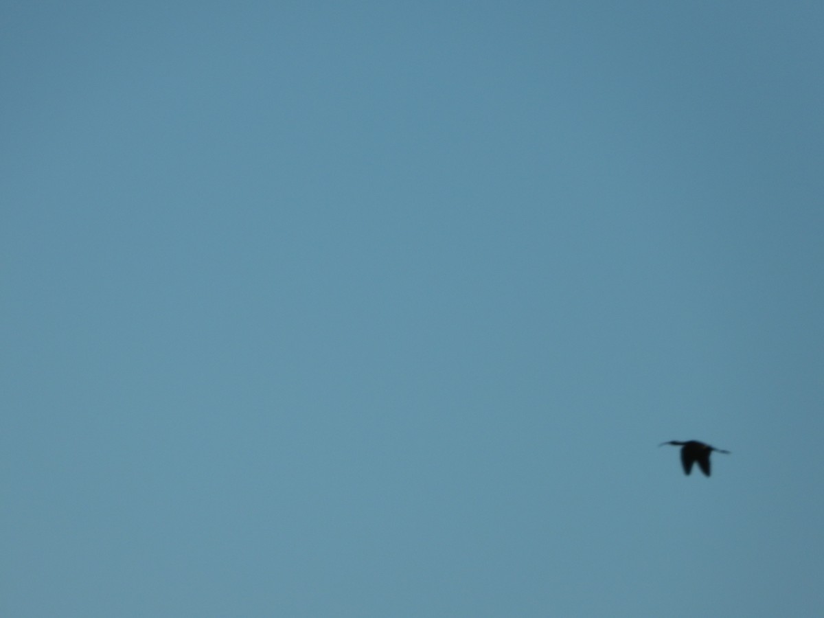 Morito Cariblanco - ML646777849