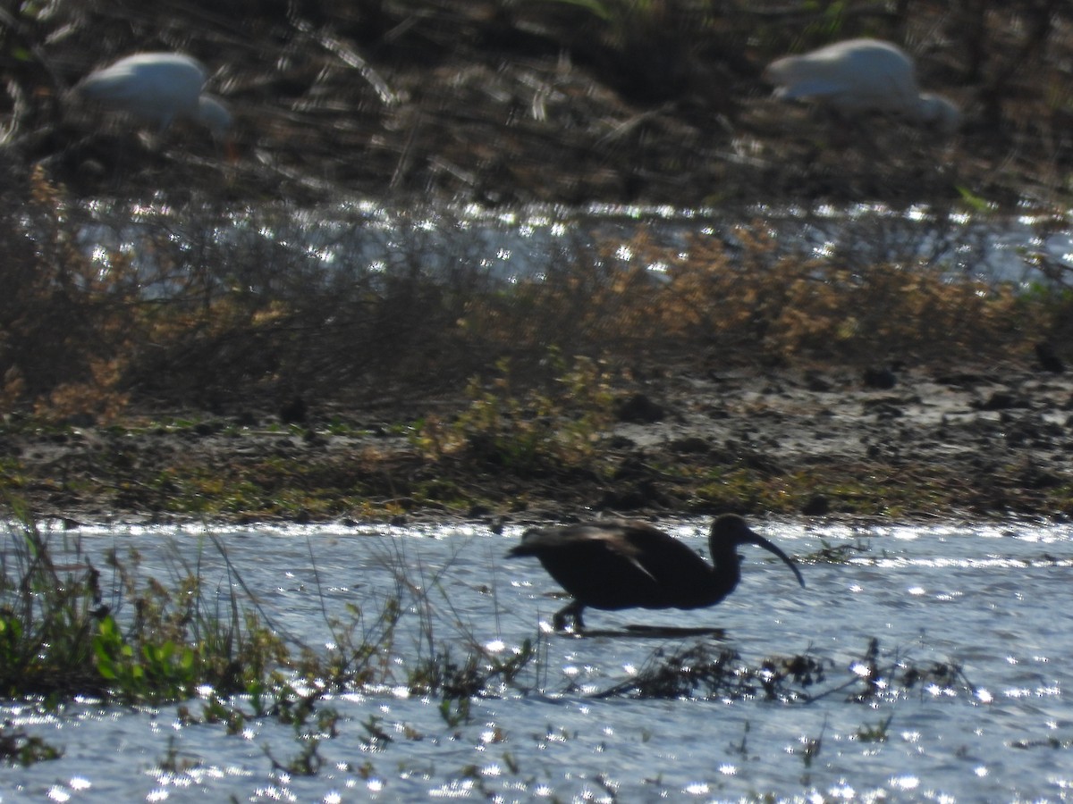 Morito Cariblanco - ML646777850