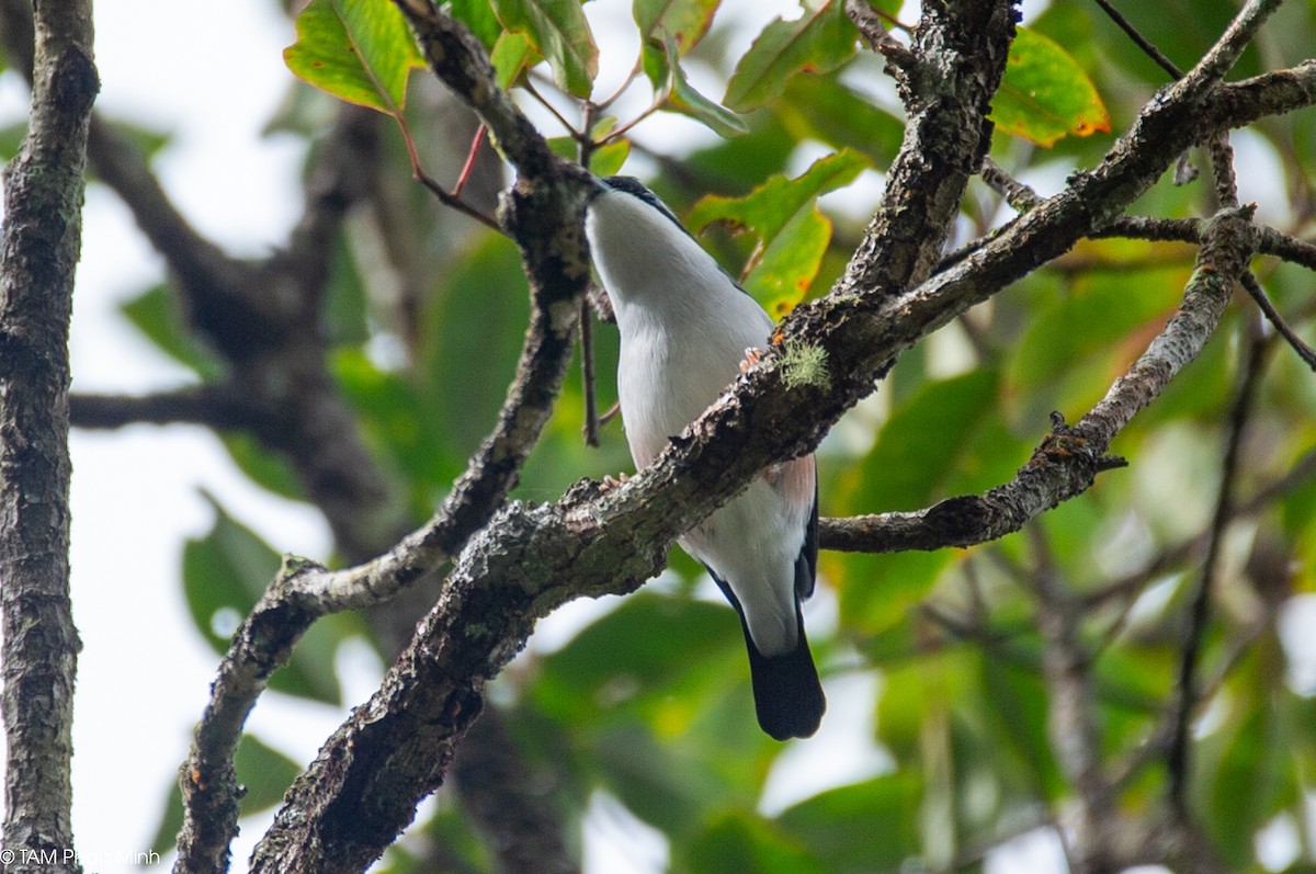 Vireo Alcaudón Cejiblanco (annamensis) - ML646777851
