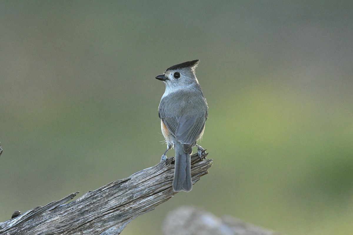 Black-crested Titmouse - ML646777853