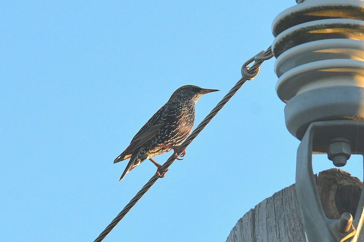 Arabazozo pikarta - ML646777854