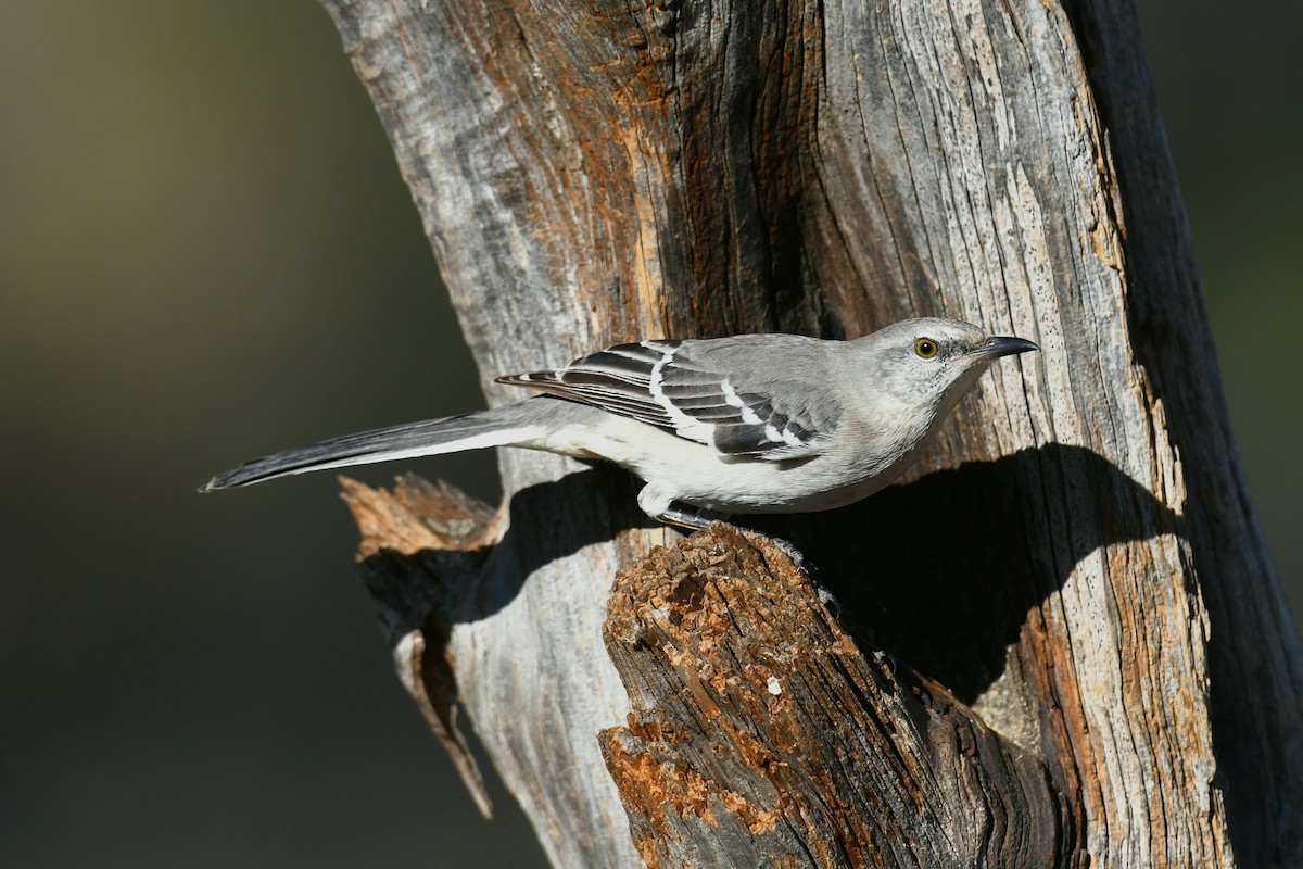 Northern Mockingbird - ML646777855