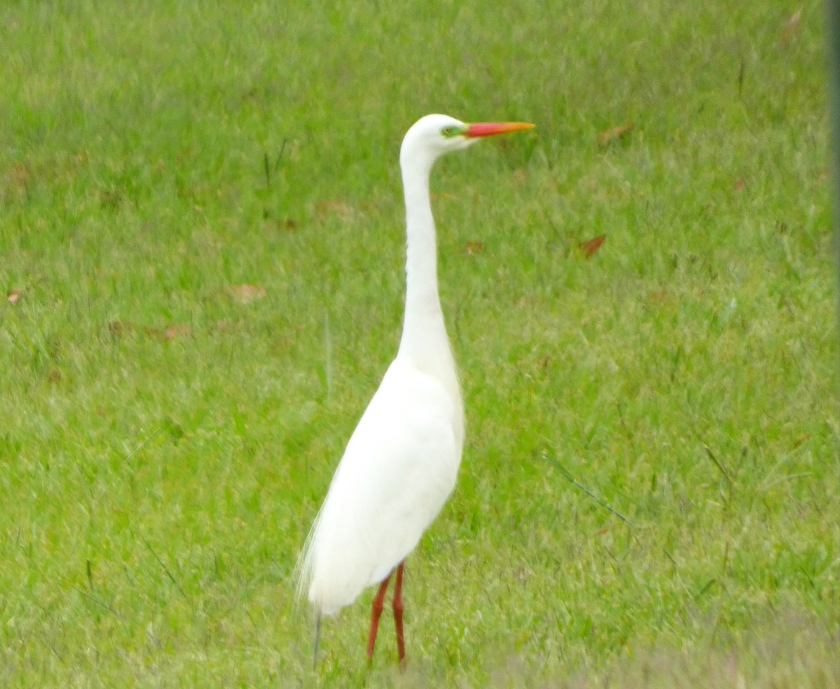 Plumed Egret - ML646777856