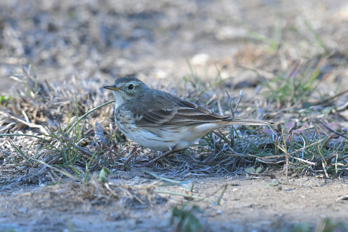 Txirta amerikarra - ML646777857