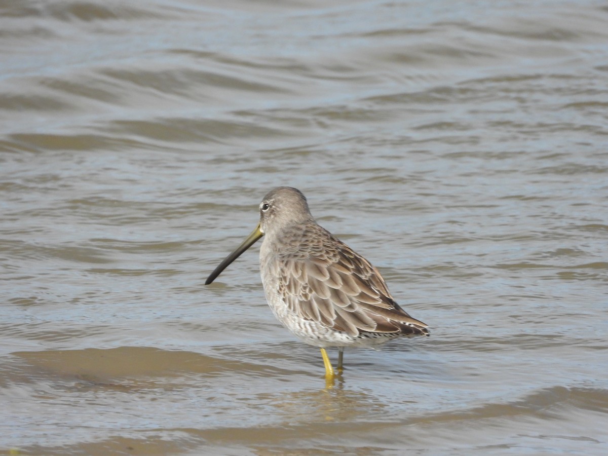 Agujeta Escolopácea - ML646777858