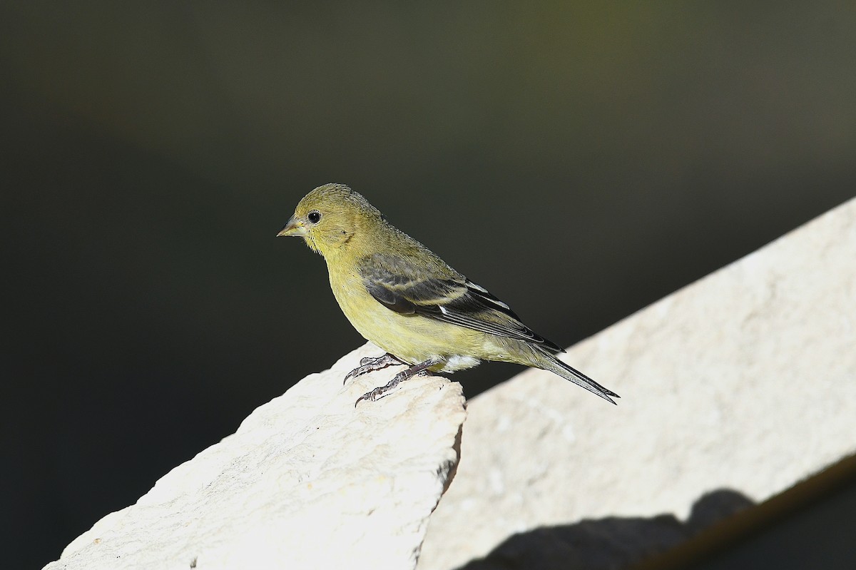 Lesser Goldfinch - ML646777859
