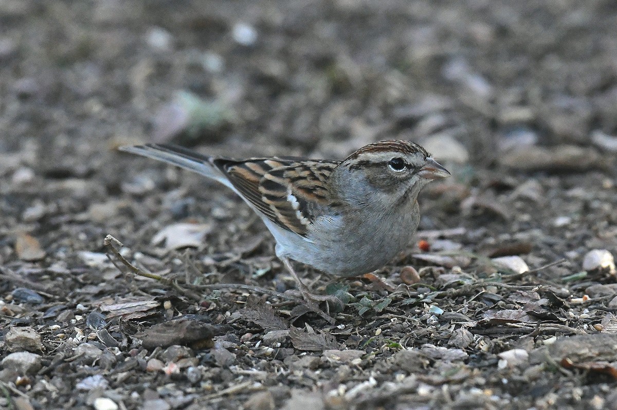 Chipping Sparrow - ML646777863