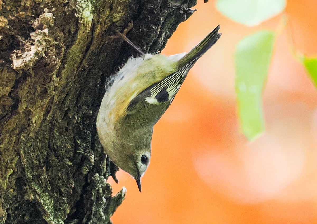 מלכילון האורנים (אסייתי) - ML646777867