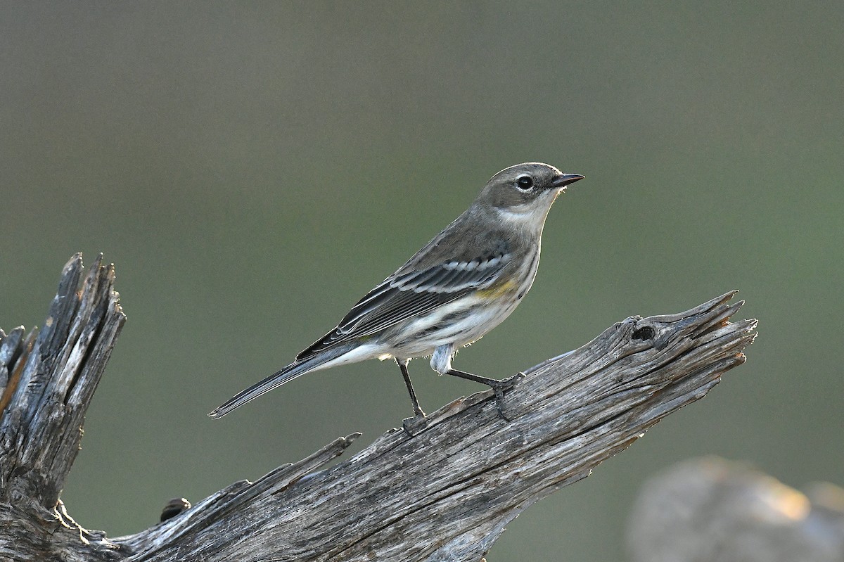 Yellow-rumped Warbler (Myrtle) - ML646777868