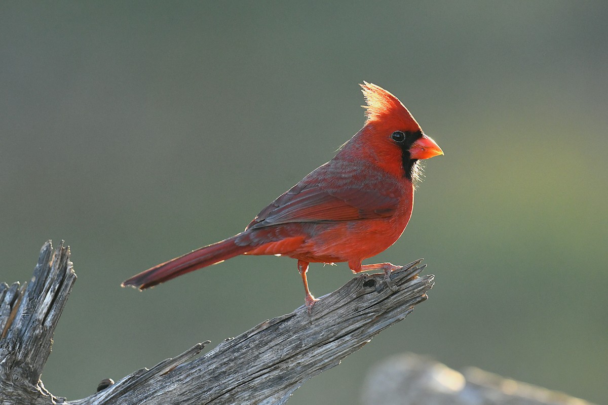 Northern Cardinal (Common) - ML646777873