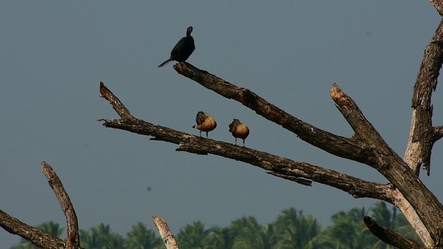 אווזון קטן - ML646777880