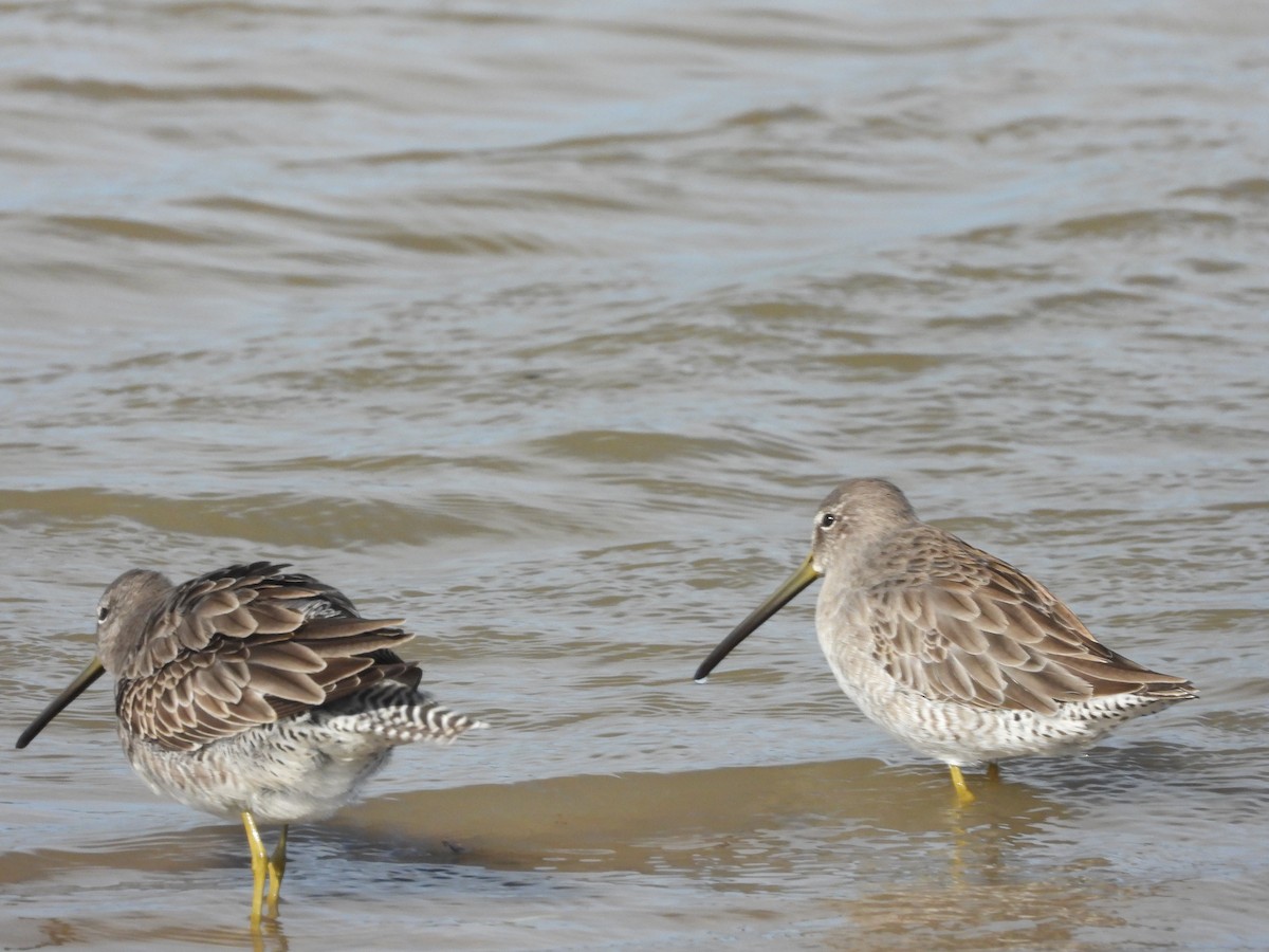 Agujeta Escolopácea - ML646777882