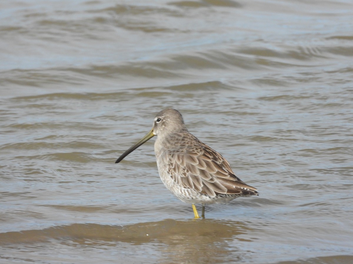 Agujeta Escolopácea - ML646777883