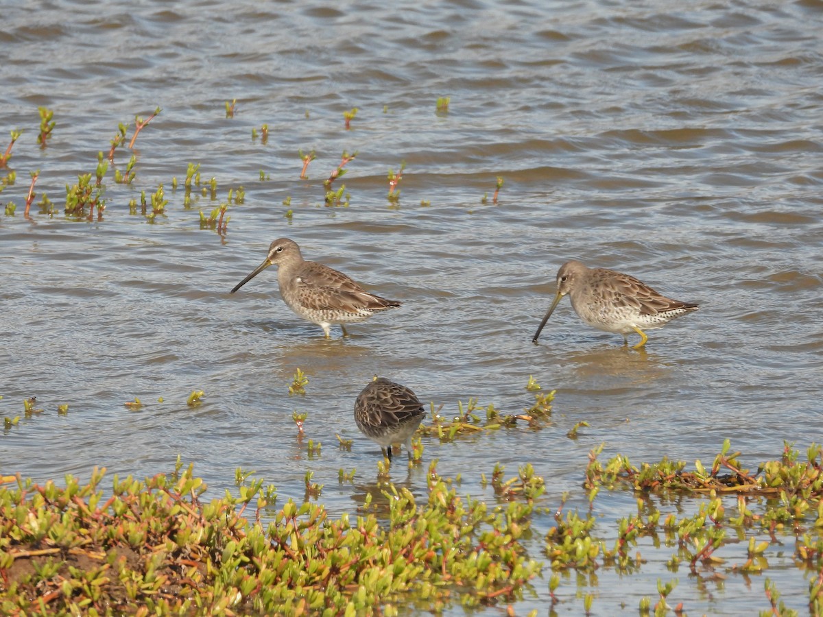 Agujeta Escolopácea - ML646777884