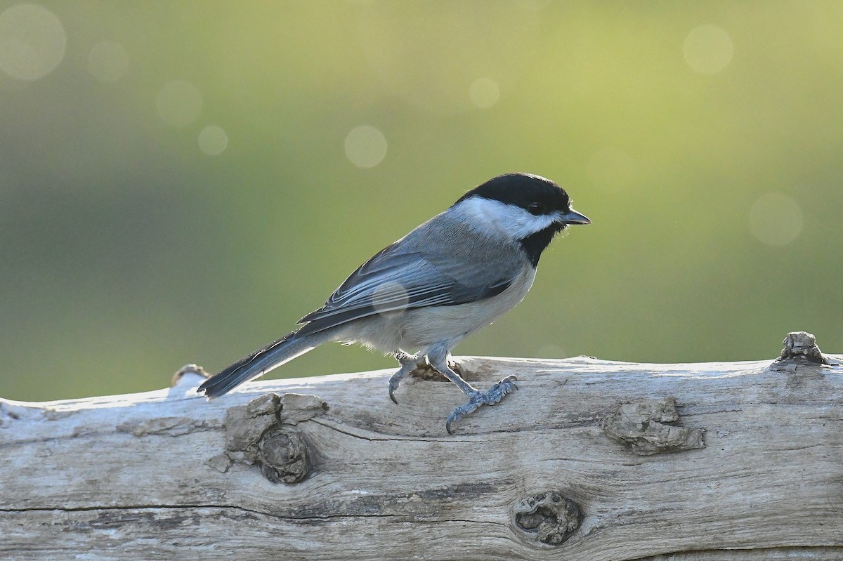 Carolina Chickadee - ML646777887