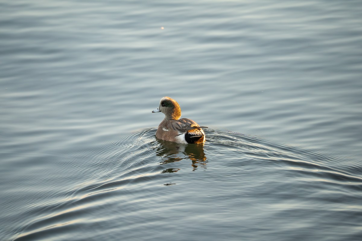 American Wigeon - ML646777889