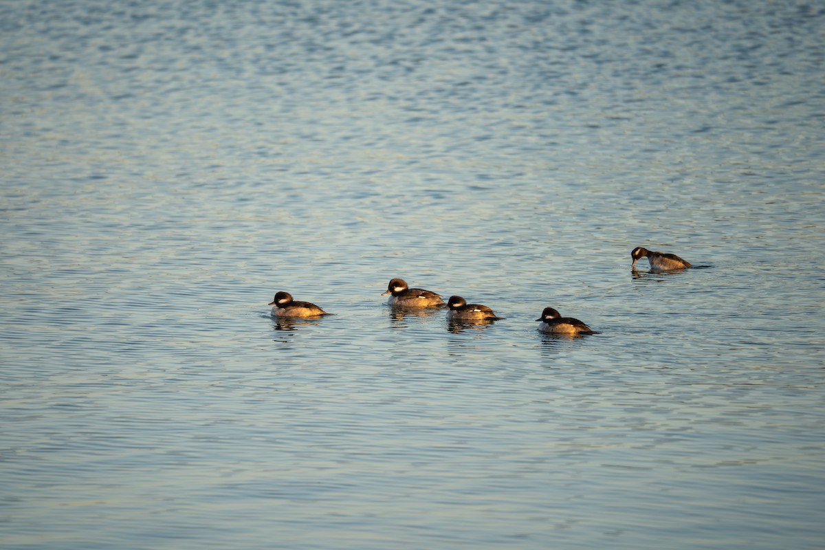 Bufflehead - ML646777892