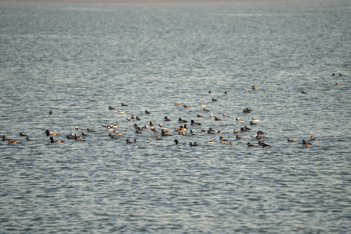 Bufflehead - ML646777893