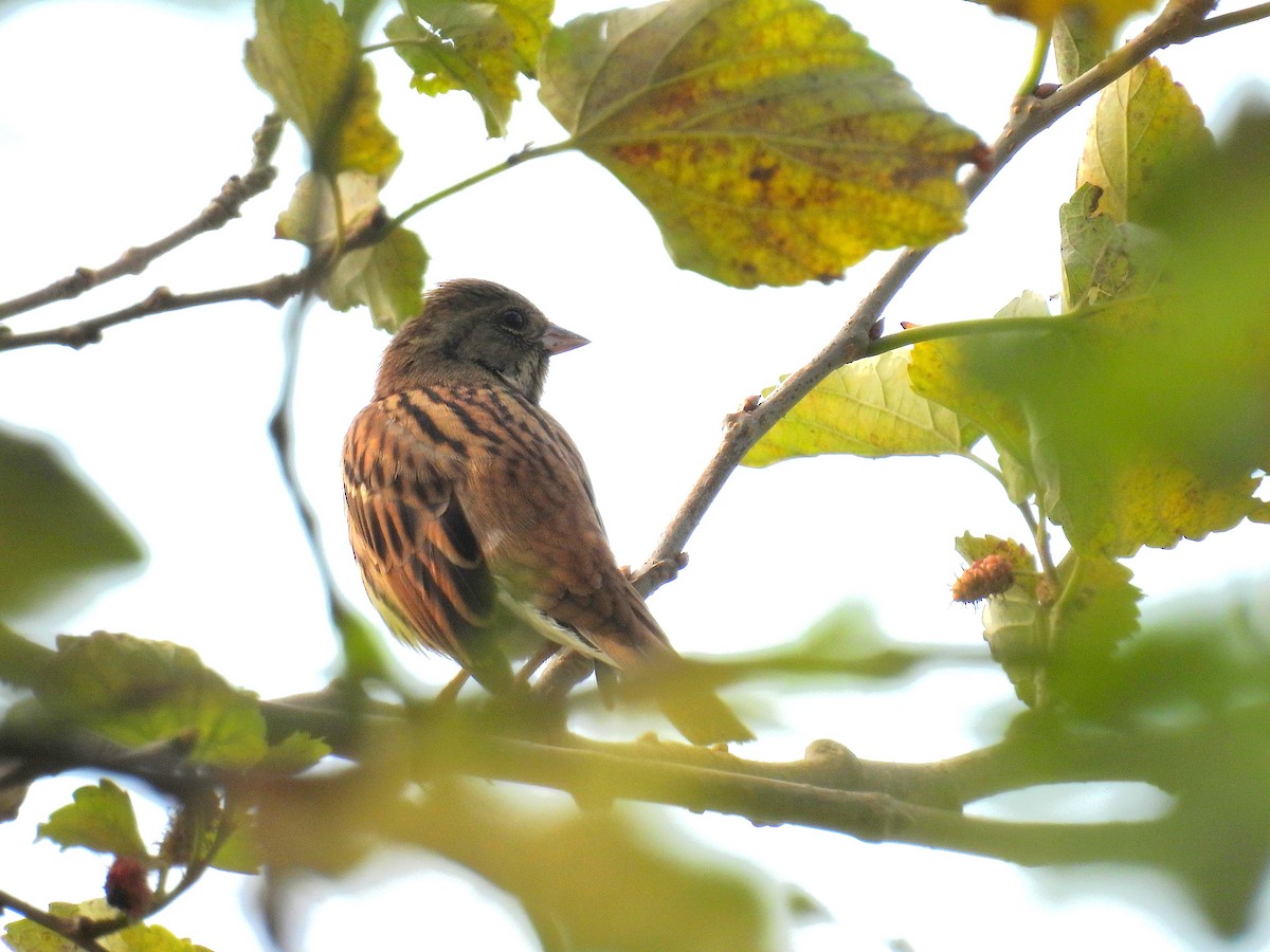 Вівсянка сибірська - ML646777894