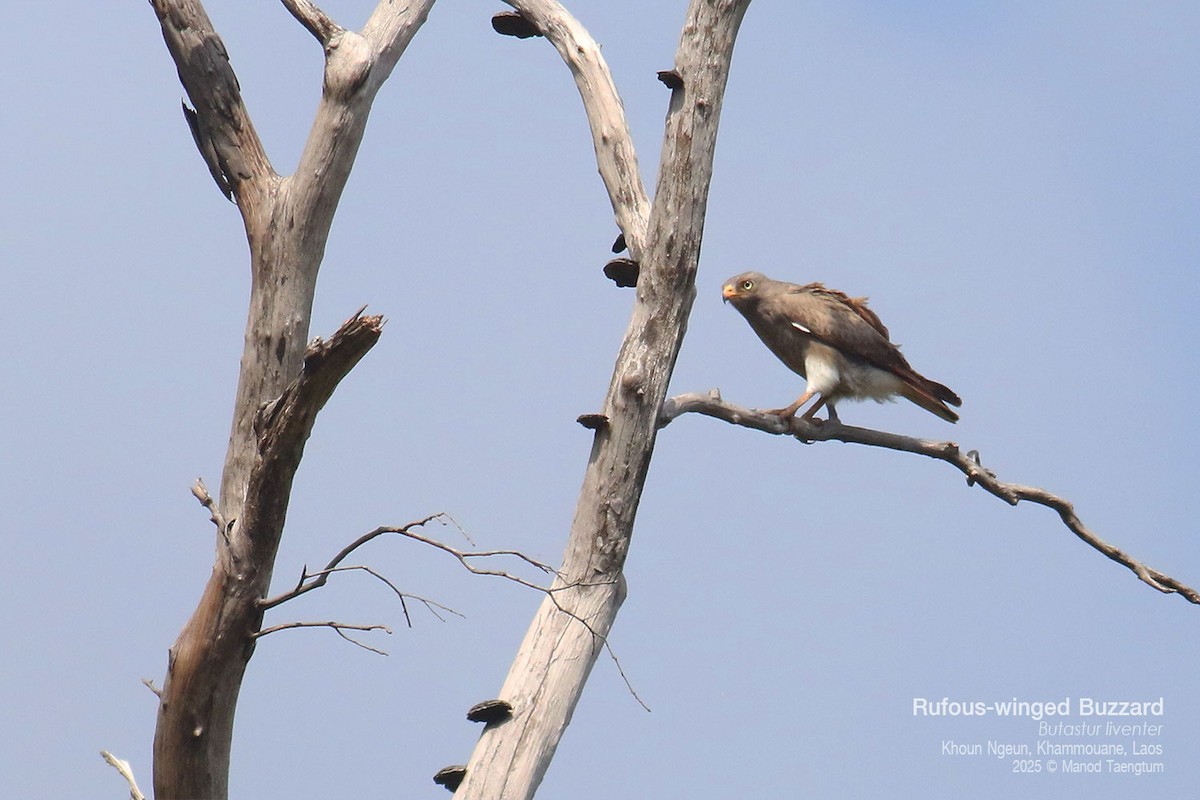 Rufous-winged Buzzard - ML646777895