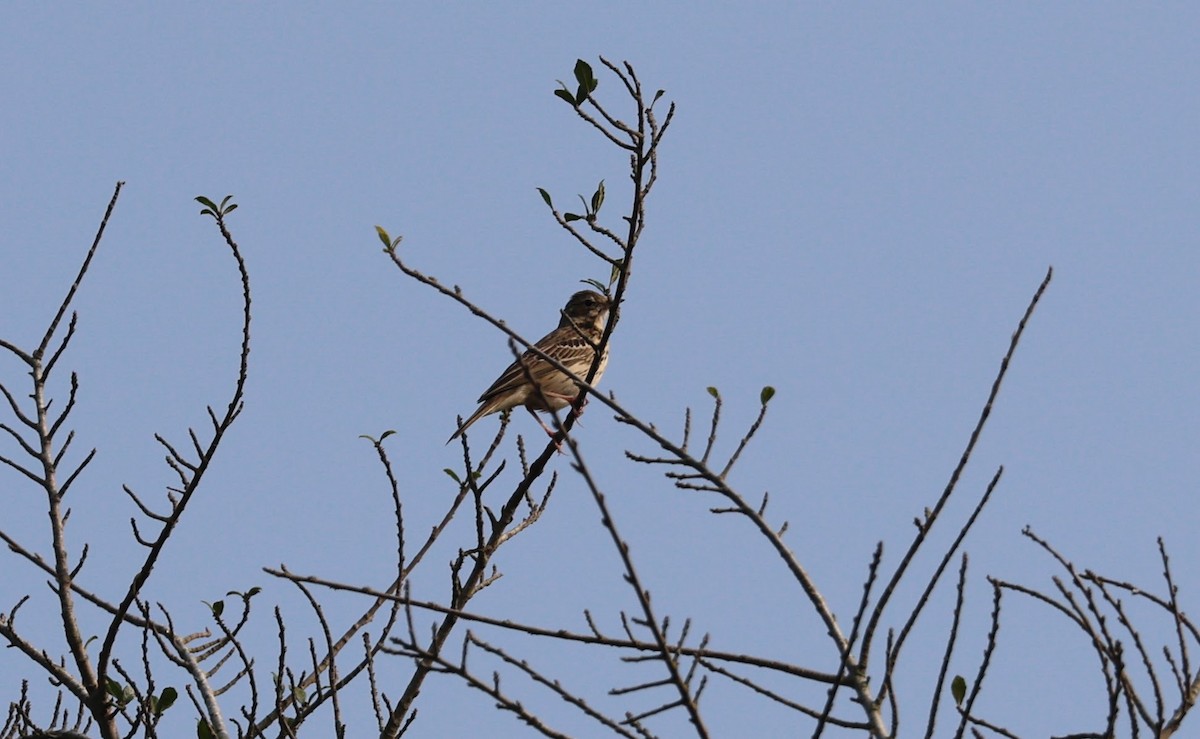 Tree Pipit - ML646777896
