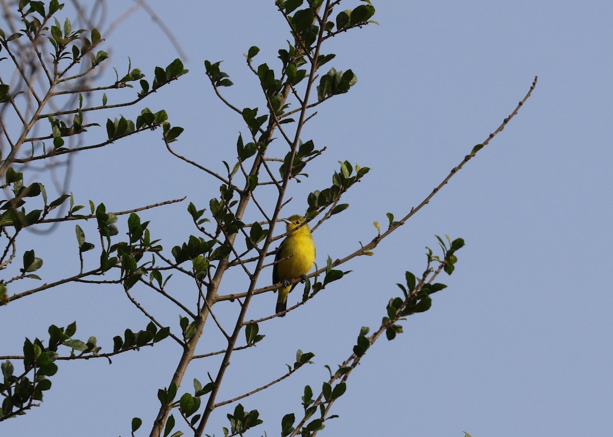 Common Iora - ML646777897