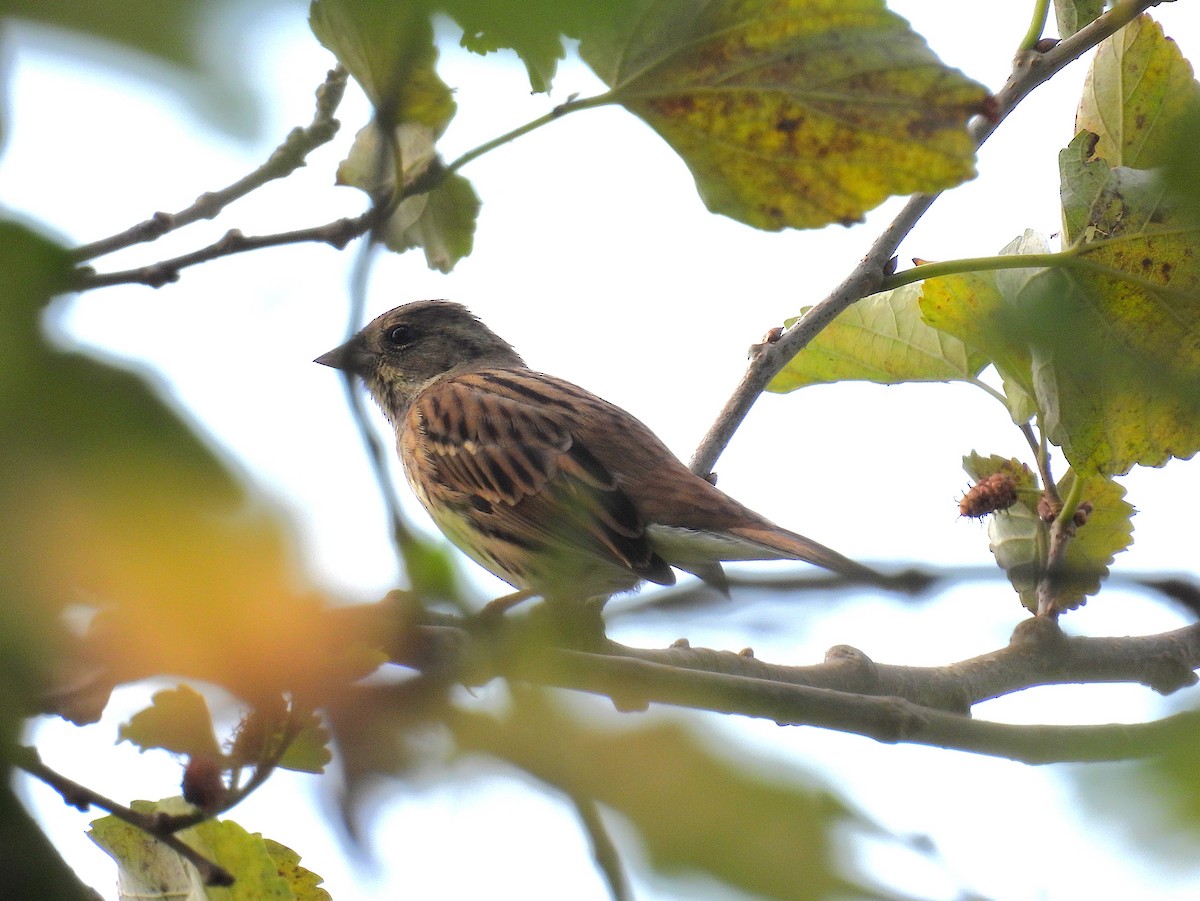 Вівсянка сибірська - ML646777898