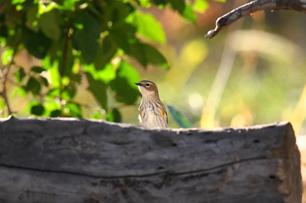 Yellow-rumped Warbler (Myrtle) - ML646777899