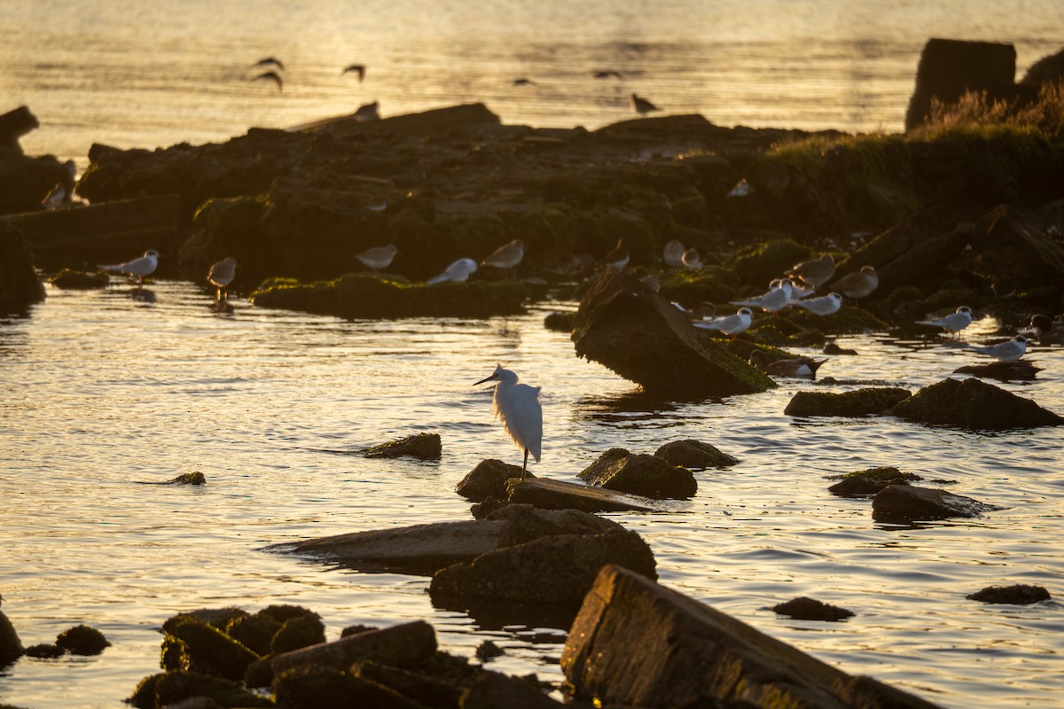 Snowy Egret - ML646777900