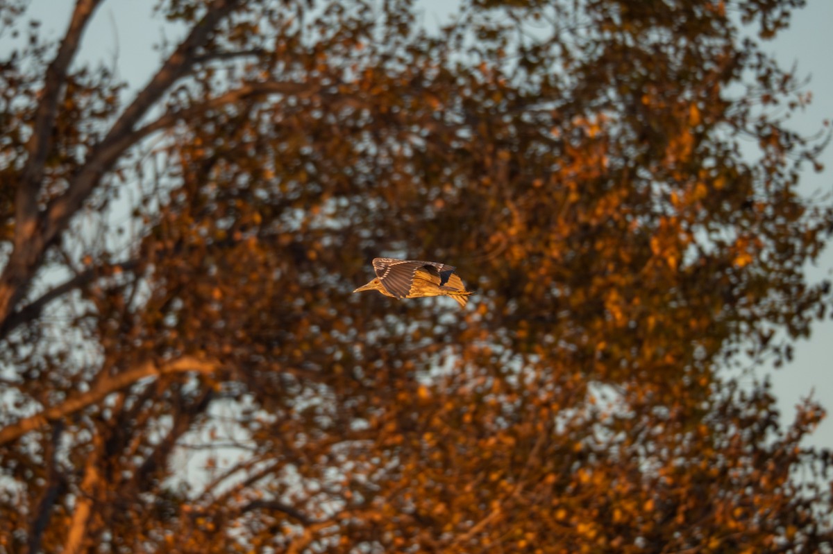 Black-crowned Night Heron - ML646777901