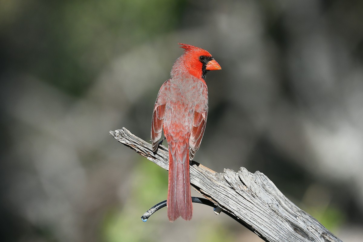 Northern Cardinal (Common) - ML646777902