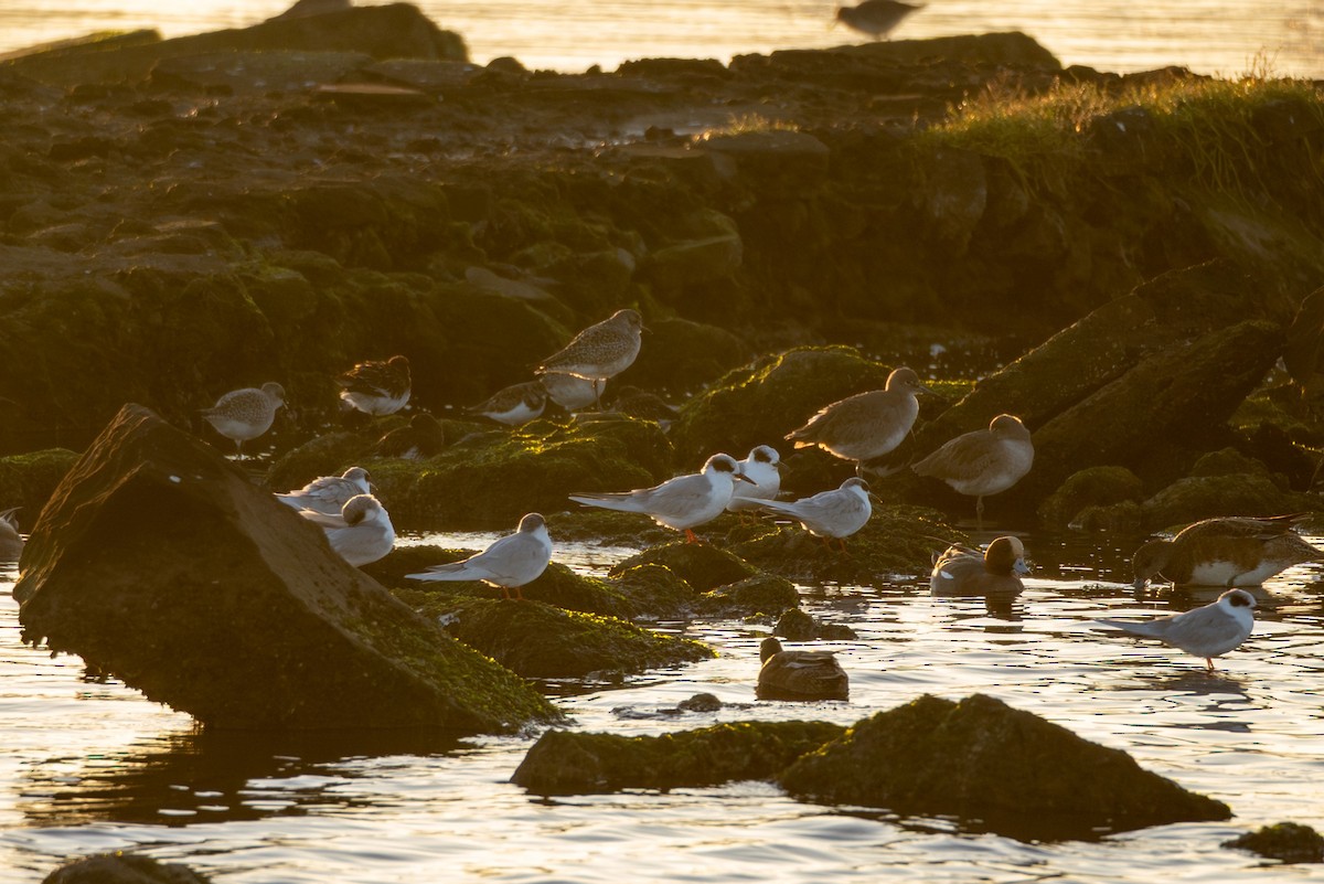 Forster's Tern - ML646777903