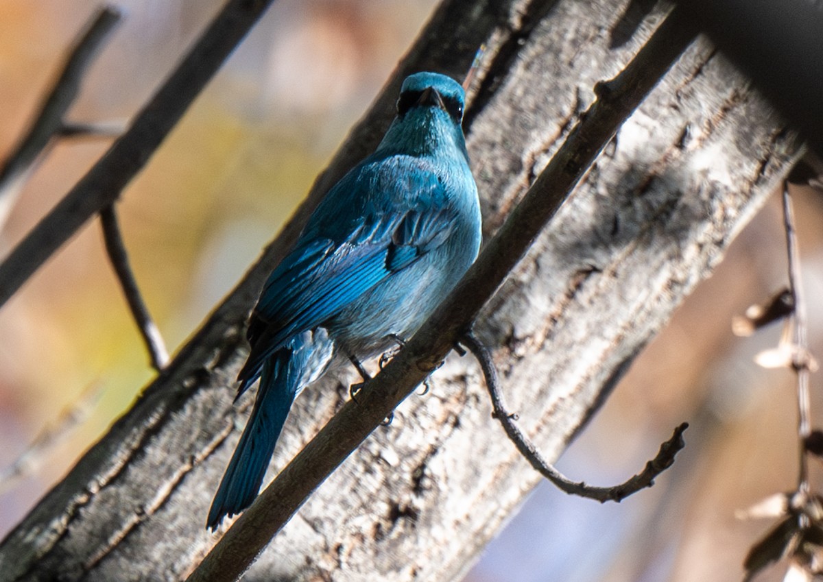 Verditer Flycatcher - ML646777904